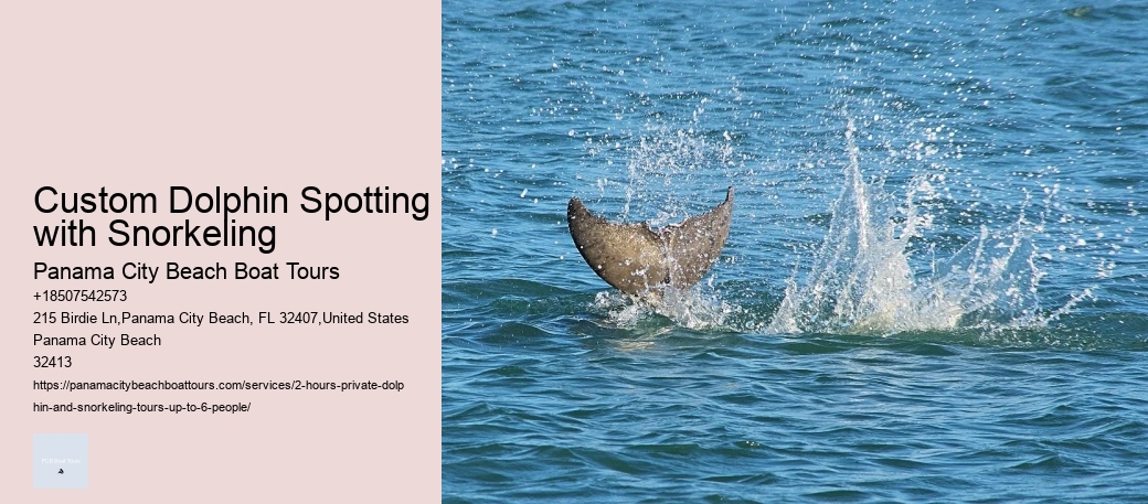 Custom Dolphin Spotting with Snorkeling