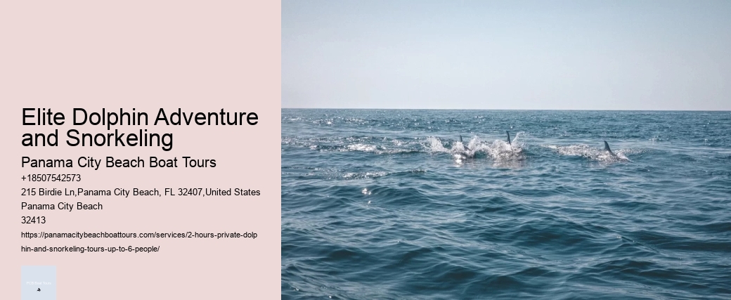 Elite Dolphin Adventure and Snorkeling