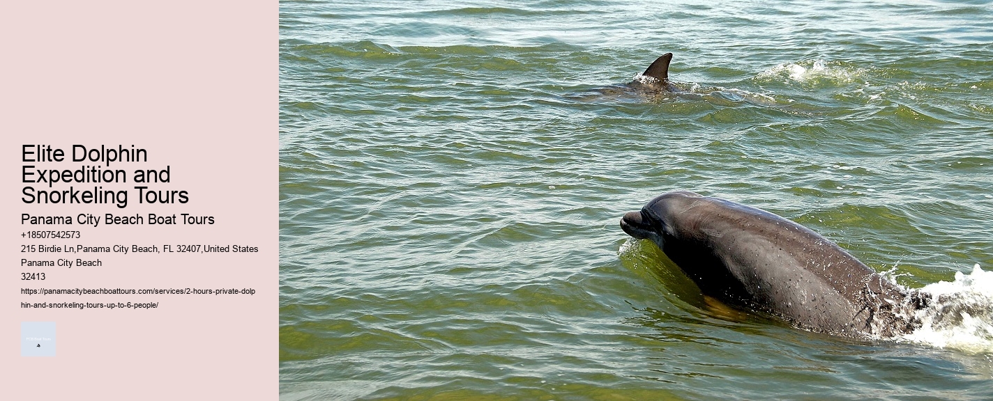 Elite Dolphin Expedition and Snorkeling Tours