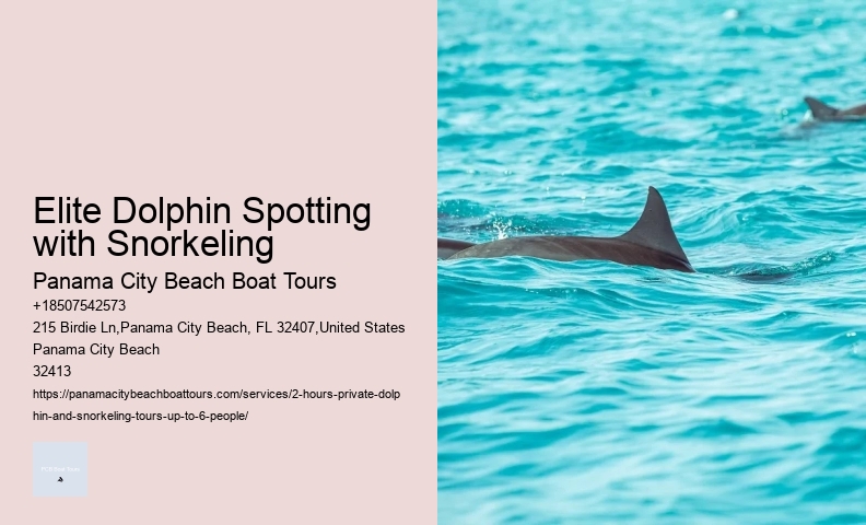 Premium Dolphin Spotting with Snorkeling