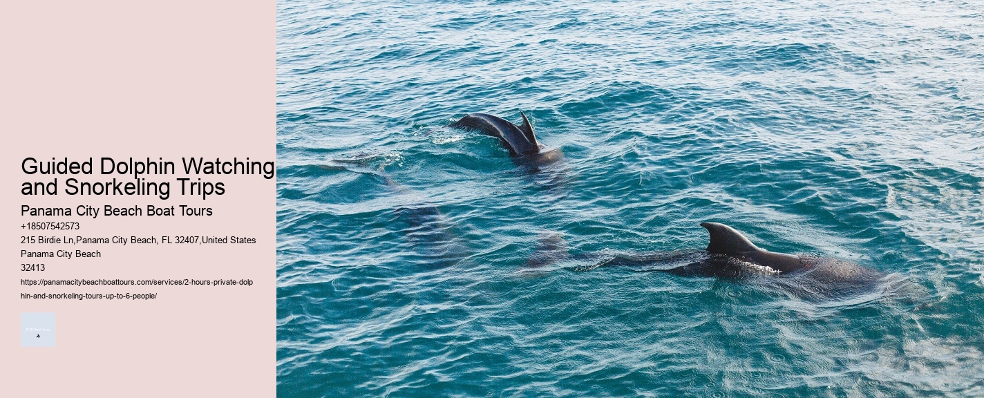 Guided Dolphin Watching and Snorkeling Trips