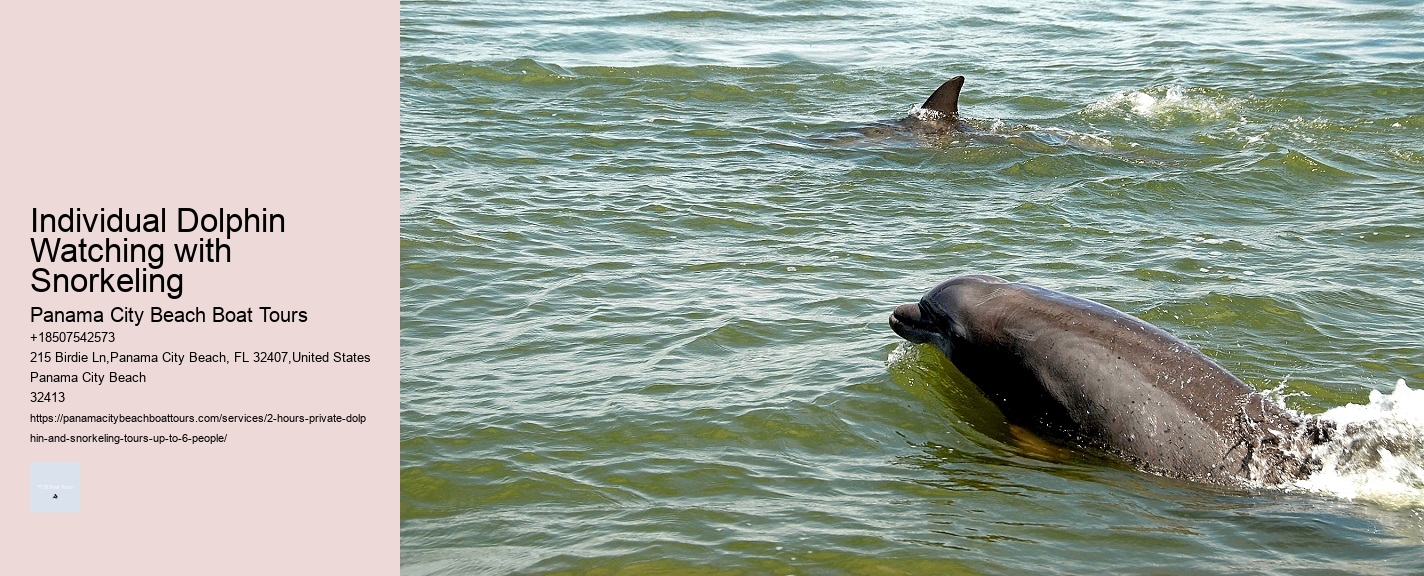Individual Dolphin Watching with Snorkeling