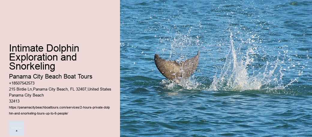 Intimate Dolphin Exploration and Snorkeling