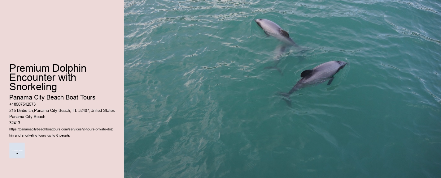 Premium Dolphin Encounter with Snorkeling