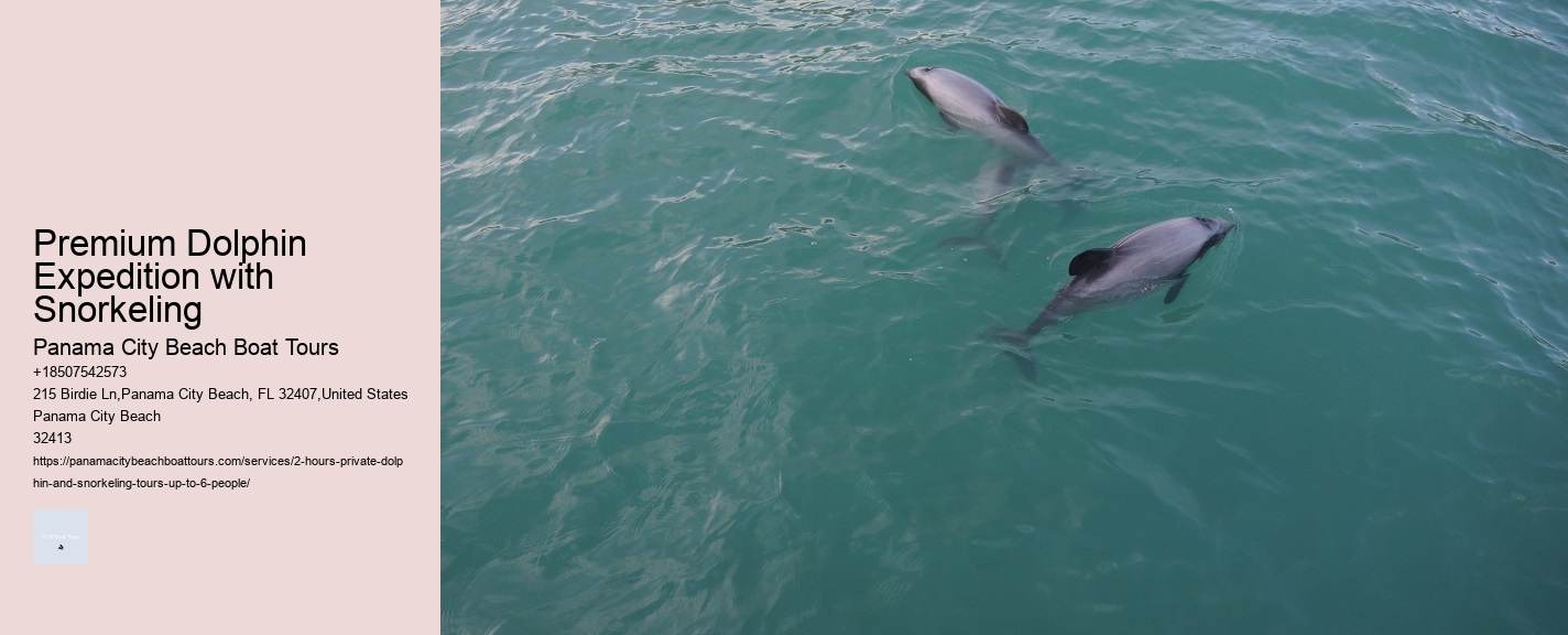 Premium Dolphin Expedition with Snorkeling