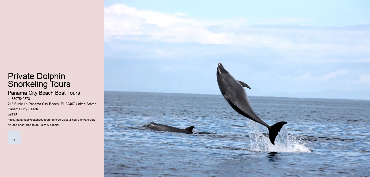 Private Dolphin Snorkeling Tours